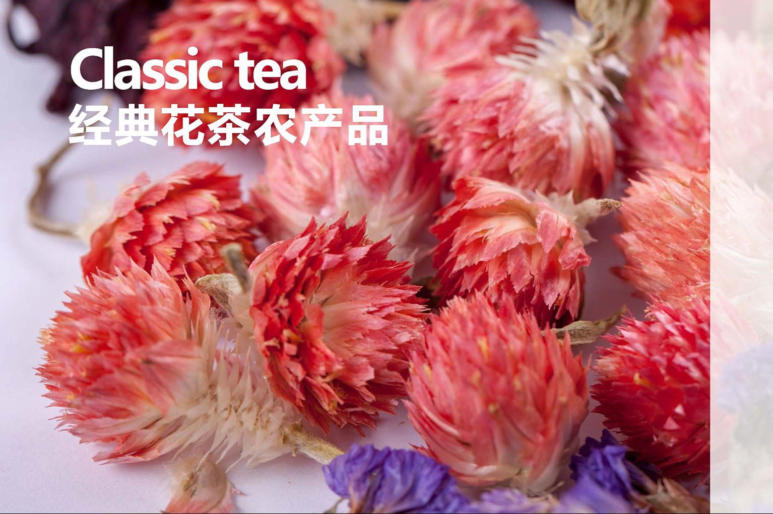 菊花茶vi视觉设计